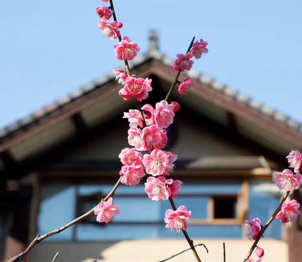 茶田吾舍民宿设计 - 杭州
Chatian Wushe Homestay Design - Hangzhou